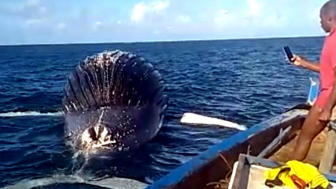 Porto Seguro: baleia da espécie jubarte é encontrada morta na Praia do Espelho