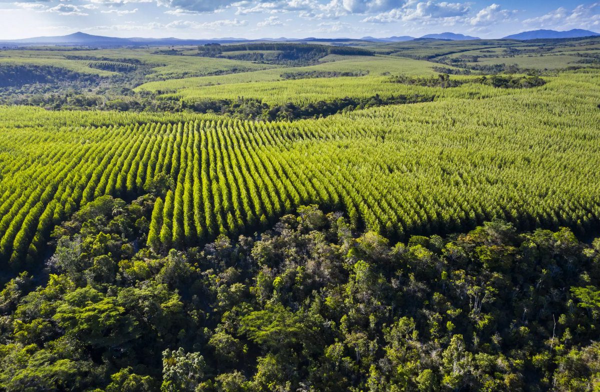 Fórum agroflorestal em Eunápolis vai discutir o futuro das florestas cultivadas